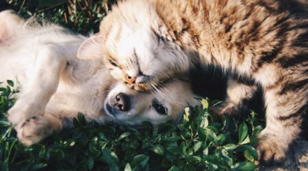het belang van het ontwormen van je huisdier met Mibemax