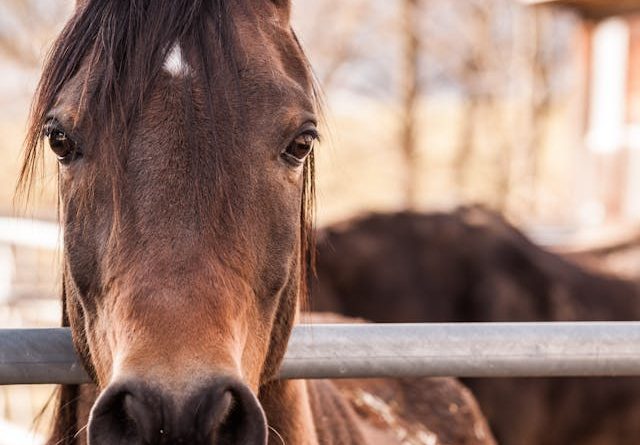 Voeding voor paarden