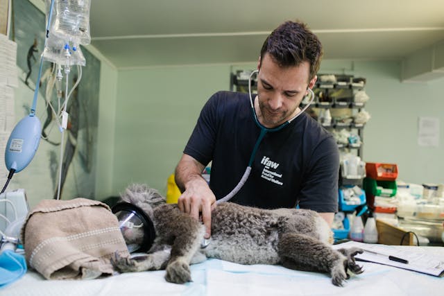 hond bij dierenarts medisch noodgeval huisdier